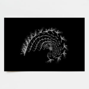 Bothrocabissus pluriabis (numeroted and signed)