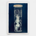 Duoctopus princeps (numeroted and signed)