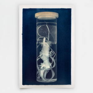 Duoctopus princeps (numeroted and signed)
