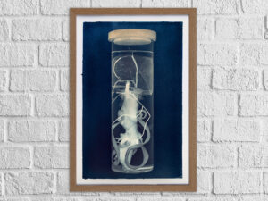 Duoctopus princeps (numeroted and signed) – Image 3